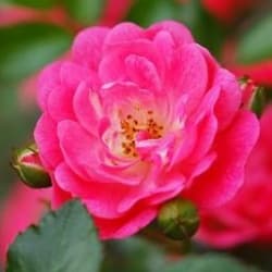 WildRose_L OnlyFans creator