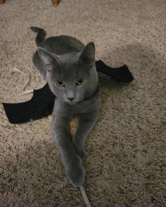 Zeldara OnlyFans creator