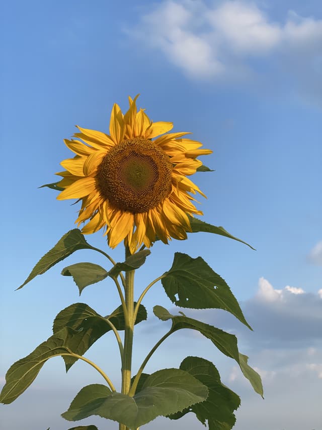 Aly Danger OnlyFans creator