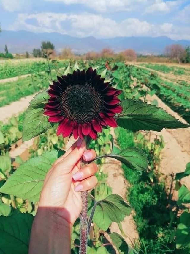 RaspberryYellow12 OnlyFans creator